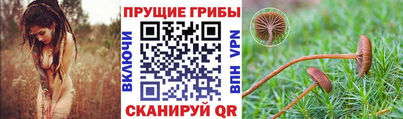 Купить закладки  Брянск  Псилоцибиновые грибы Psilocybe 